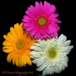 Pink, Yellow, and White Gerbera Dasies 9-7-2016.jpg