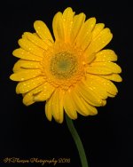 Yellow Gerbera Daisy 9-7-2016.jpg