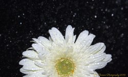 White Gerbera Daisy  Sprayed 9-7-2016.jpg
