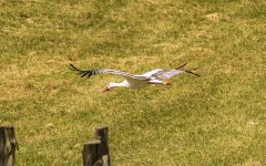 Stork1.jpg