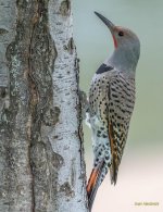 IVA_3932-Edit-Edit.jpg