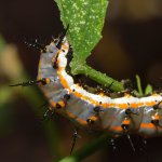 Catapillar3.jpg