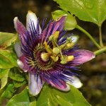 Passiflora.jpg