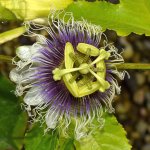 Passiflora2.jpg