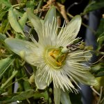 Passiflora3.jpg