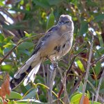 Mockingbird.jpg