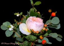 David Austin Rose, Juliette Bouquet 9-8-2016.jpg