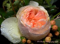 David Austin Rose, Juliette #2 9-8-2016.jpg