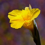 Canna2.jpg