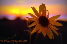 Sunflower at Sunset 9-9-2016.jpg