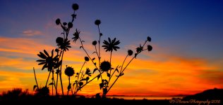 Sunflower at Sunset #2 9-9-2016.jpg