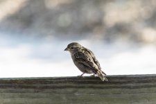 DSC_1719.jpg