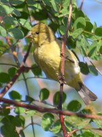 Finch.jpg