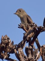 Flycatcher2.jpg
