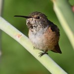 Hummer3.jpg