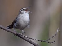 Wren5.jpg