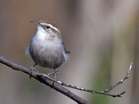 Wren3.jpg