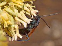 Wasp2.jpg