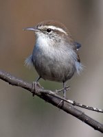 Wren7.jpg