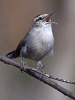 Wren6.jpg