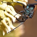 Wasp4.jpg
