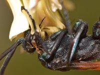 Wasp10.jpg