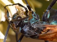 Wasp7.jpg