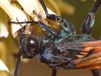 Wasp8.jpg