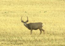 Buck Deer in Lost Creek Canyon  9-10-2016.jpg