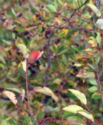 Autumn Leaves  9-10-2016.jpg
