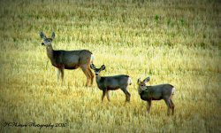 Doe and Two Fawns in Lost Creek Canyon  9-10-2016.jpg