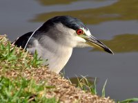 BlackHeron3.jpg
