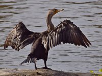 Cormorrant3.jpg