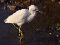 Egret5.jpg