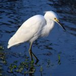Egret2.jpg