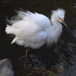 Egret8.jpg