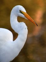 Egret6.jpg