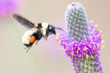 Bumblebee-110.jpg