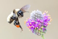 Bumblebee-111.jpg