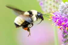 Bumblebee-112.jpg