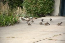 Covey of Quail  9-11-2016.jpg