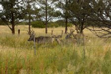 9-10-16-cr-bucks__D7K4247.jpg