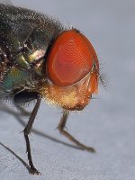Fly2.jpg