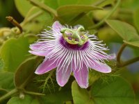 Passiflora.jpg