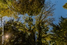 Trees-4061.jpg
