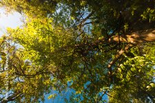 Trees-4065.jpg