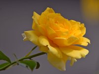 Rose.jpg