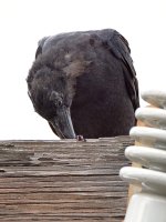 Crow.jpg