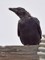 Crow2.jpg