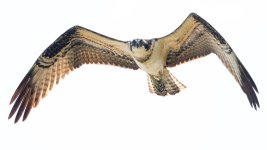 OspreyFly-110.jpg